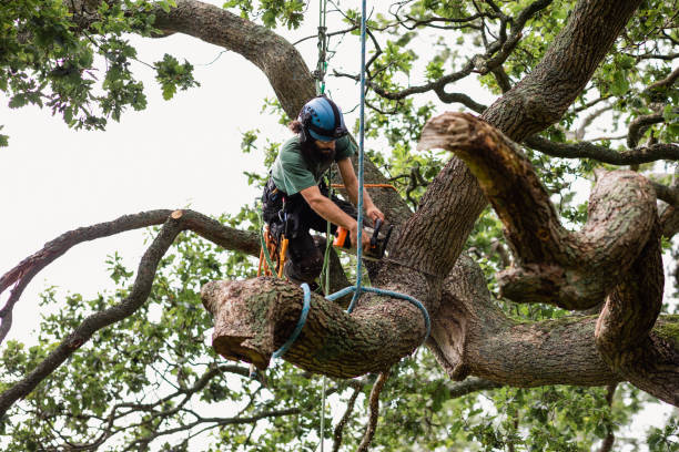 How Our Tree Care Process Works  in  Lordship, CT