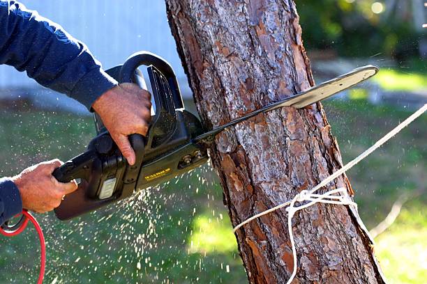 Best Tree and Shrub Care  in Lordship, CT