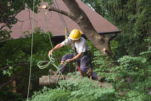  Lordship, CT Tree Care Pros